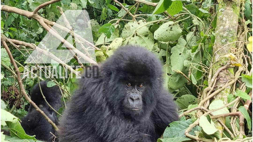 Gorille de montagne, famille Bageni