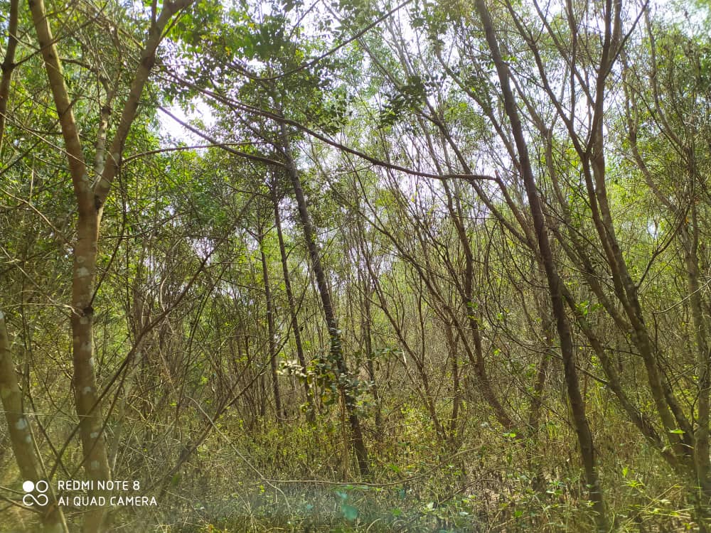 Forêt d'acacias à Ntsio