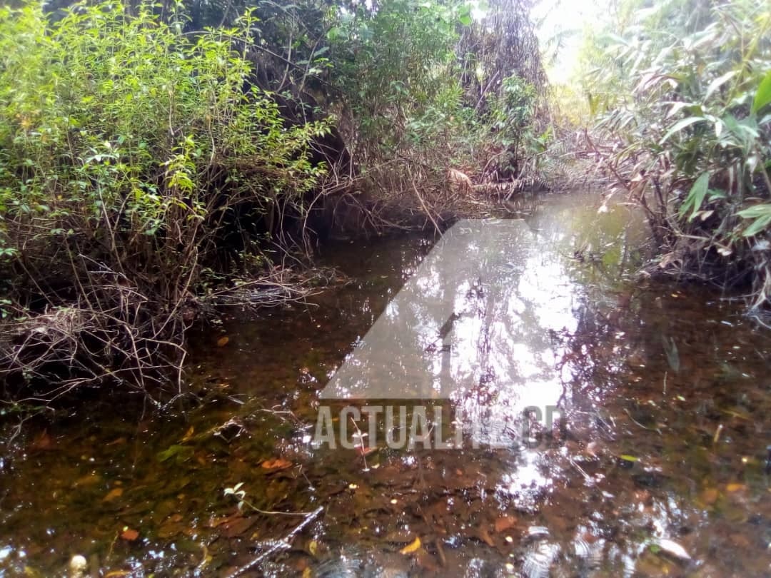 Tourbières du bassin du Congo