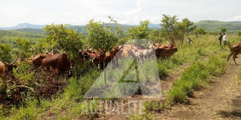 Le cheptel au sud du territoir d'Irumu en Ituri.