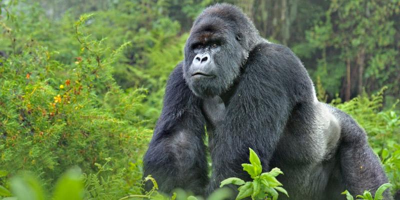 Un gorille du Parc national des Virunga