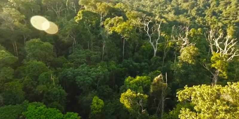 Une forêt de la RDC. PH. Droits tiers.