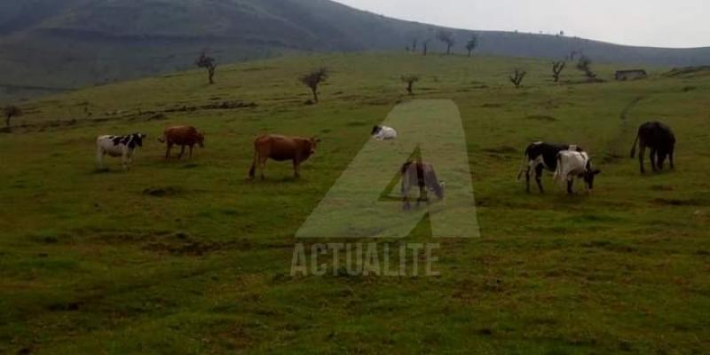 Le cheptel dans une ferme à Masisi/Ph ACTUALITE.CD