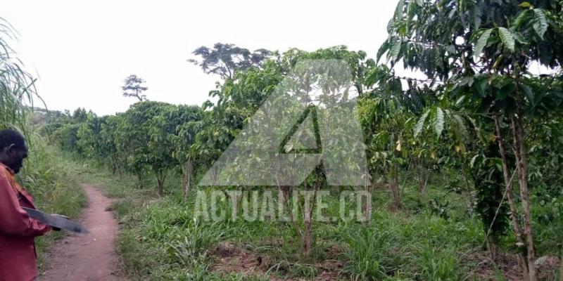 Une plantation de café dans le territoire de Mambasa/Ph ACTUALITE.CD