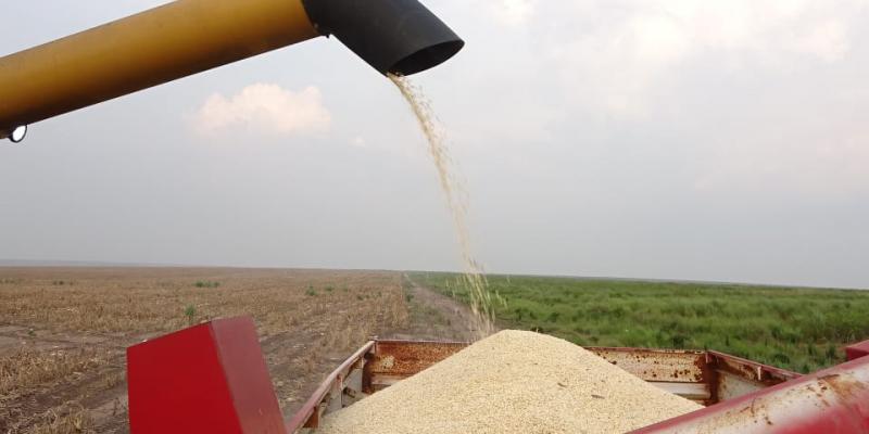 RDC: relancé, le parc de Bukanga Lonzo produit 60 tonnes de maïs.