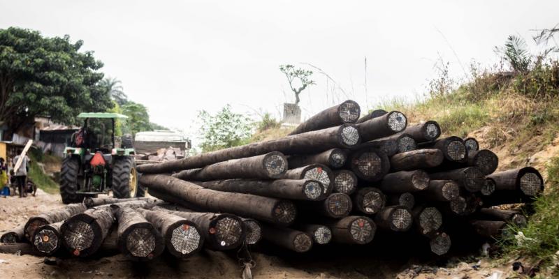 Poteaux électriques en bois/Ph. droits tiers