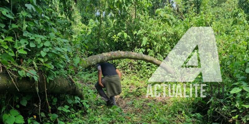 Parc des Virunga, Kibumba, secteur des gorilles 