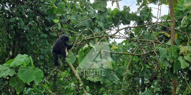 Gorille de montagne, Parc des Virunga 