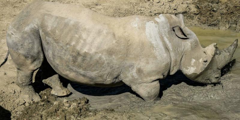 Un rhinocéros blanc au parc zoologique de Paris, en août 2020. © Bertrand Guay, AFP