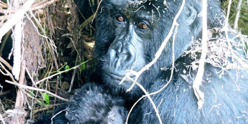 Nouvelles naissances dans les Virunga 