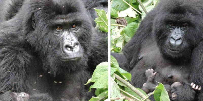 Nouvelles naissances de gorilles des montagnes 