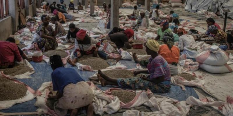 Des femmes trient les graines de café à la coopérative Muungano, le 24 mars 2022  afp.com - Guerchom NDEBO