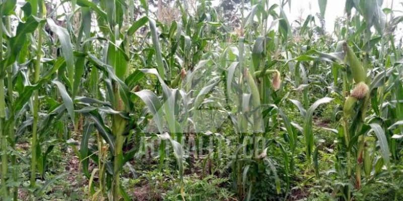 Plantation de maïs. Photo actualite.cd