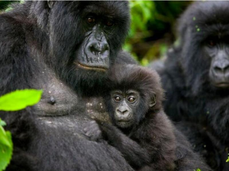 Les gorilles du parc des Virunga