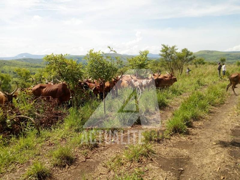 Le cheptel au sud du territoir d'Irumu en Ituri.