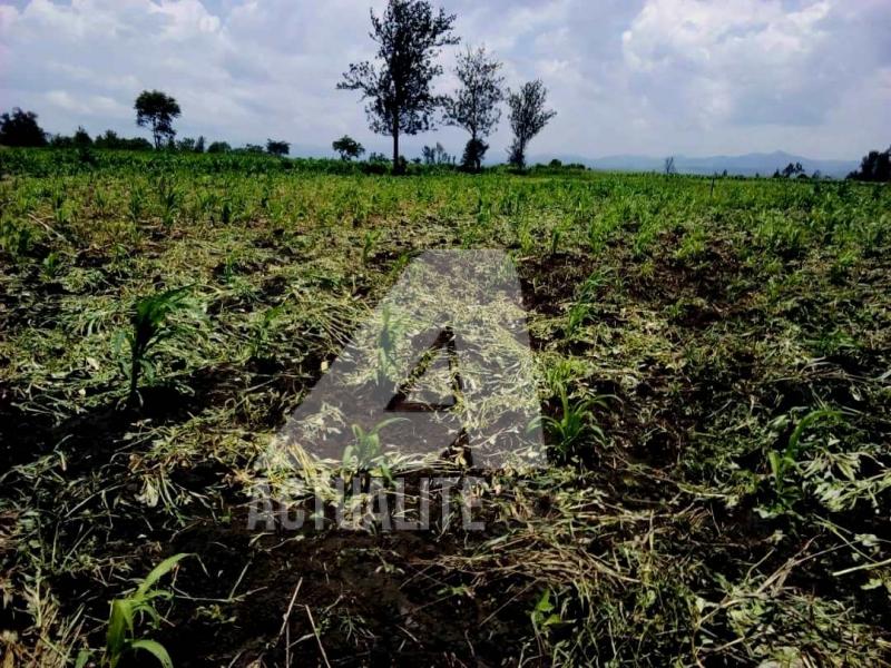 Les champs des paysans à Kahunga dans le territoire de Rutshuru/Ph Joseph Tsongo