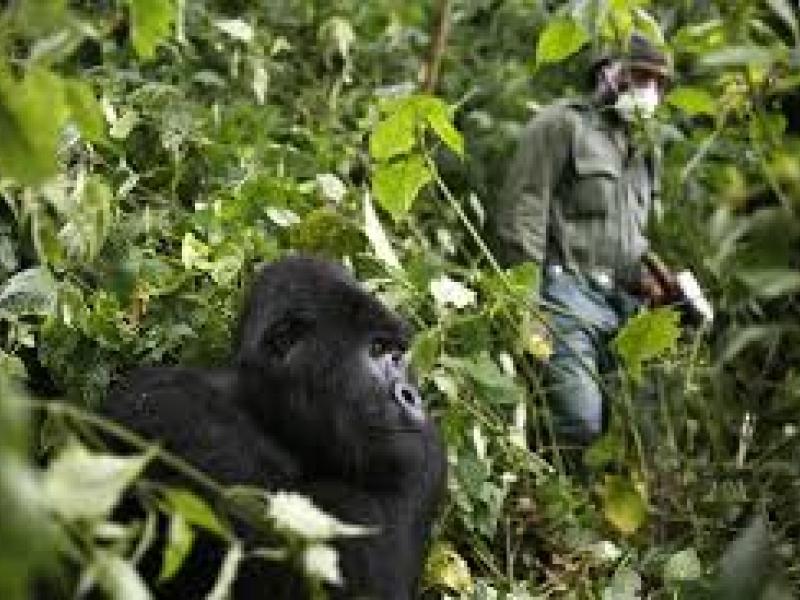 Virunga