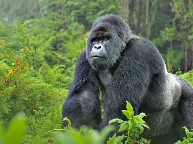 Un gorille du Parc national des Virunga