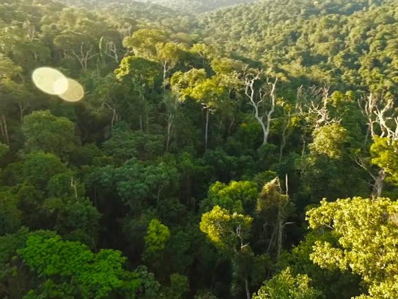 Une forêt de la RDC. PH. Droits tiers.