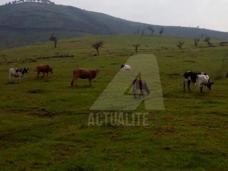 Le cheptel dans une ferme à Masisi/Ph ACTUALITE.CD