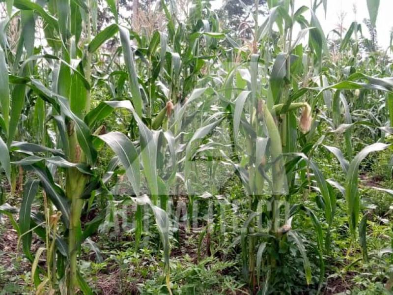 Un champ de maïs dans le territoire de Mambasa/Ph ACTUALITE.CD