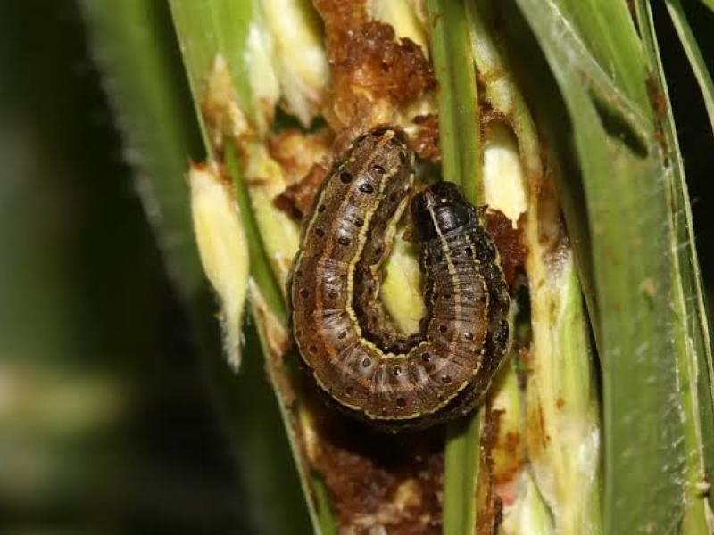 La chenille légionnaire d'automne. Ph. Droits tiers.