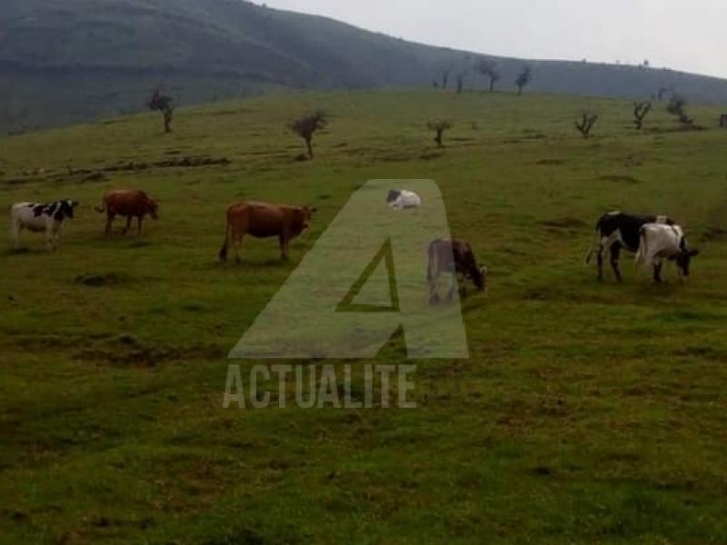 Un pâturage dans le territoire de Masisi/Ph ACTUALITE.CD 