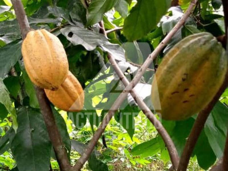 Le cacao cultivé à Komanda/Ph ACTUALITE.CD 