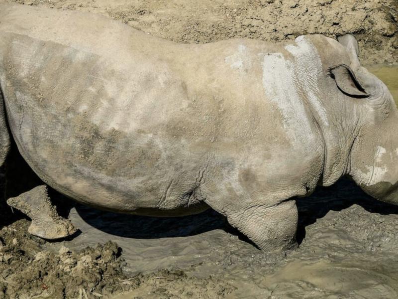 Un rhinocéros blanc au parc zoologique de Paris, en août 2020. © Bertrand Guay, AFP