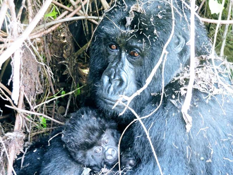 Nouvelles naissances dans les Virunga 